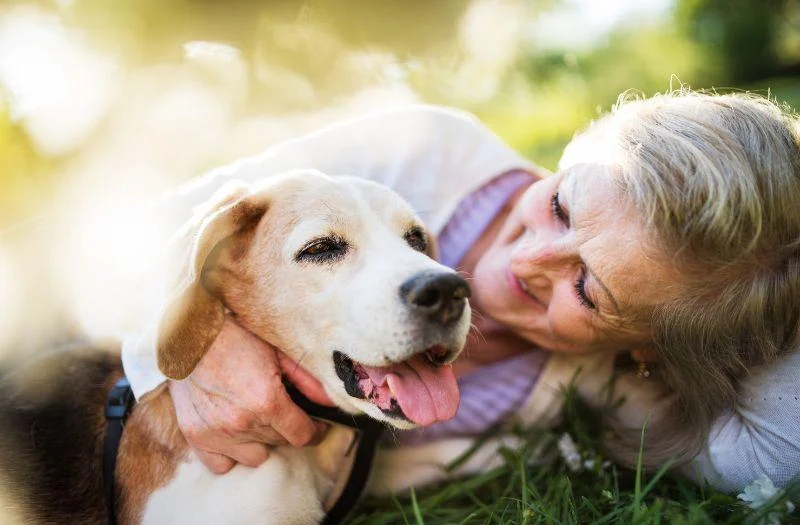 palliative care planning for pets