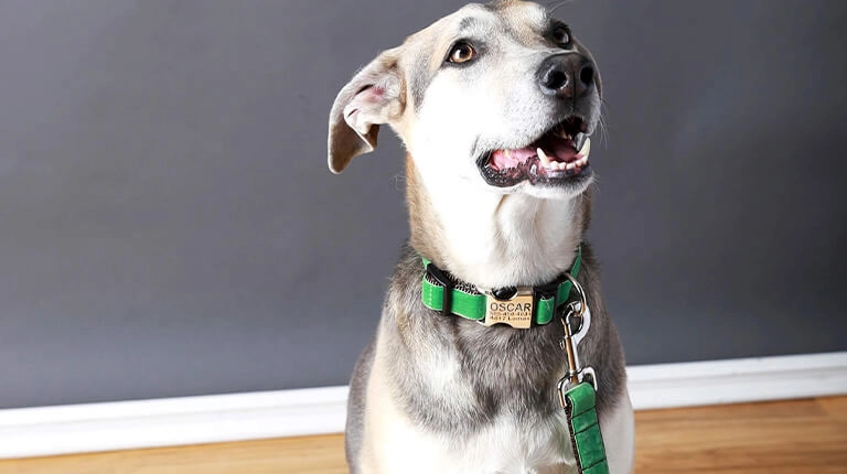 Benefits of Choosing Custom Dog Accessories for Everyday Life