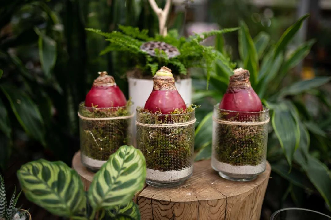 How to Keep Waxed Amaryllis Bulbs Healthy and Beautiful